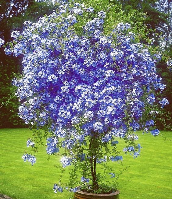 Plumbago auriculata ou Bela-emília