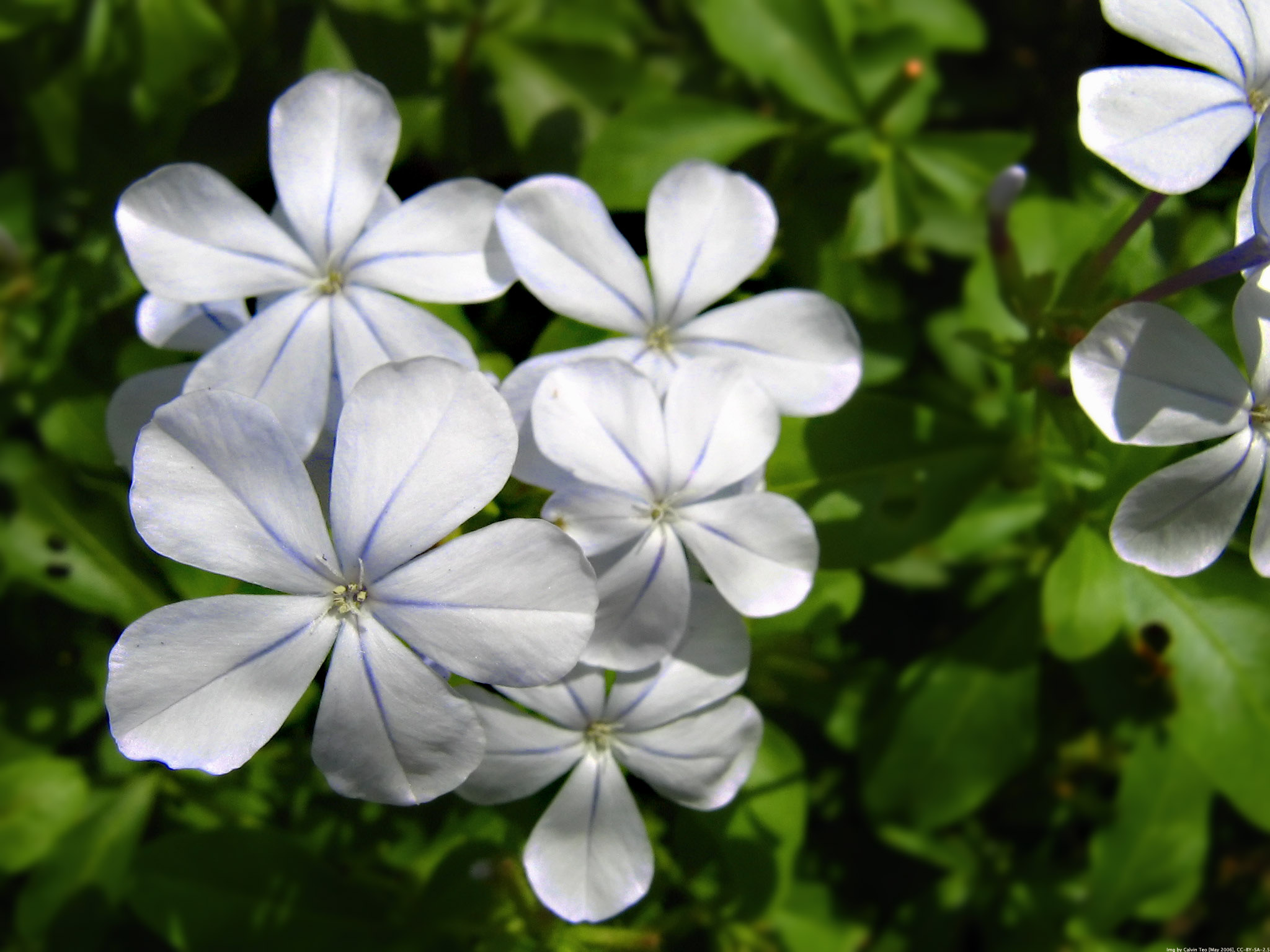 Plumbago auriculata