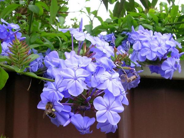 Plumbago auriculata3