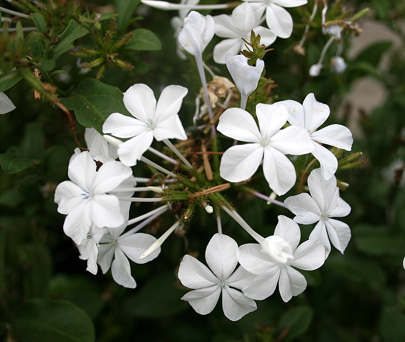 Plumbago auriculataalba