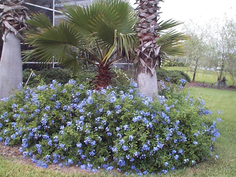 Plumbago 