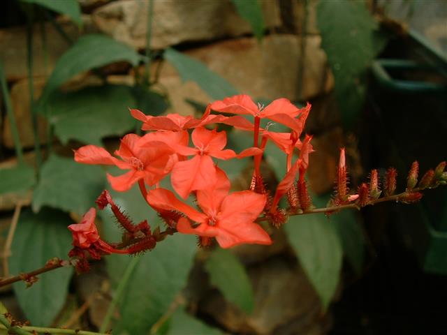 Plumbago indica 