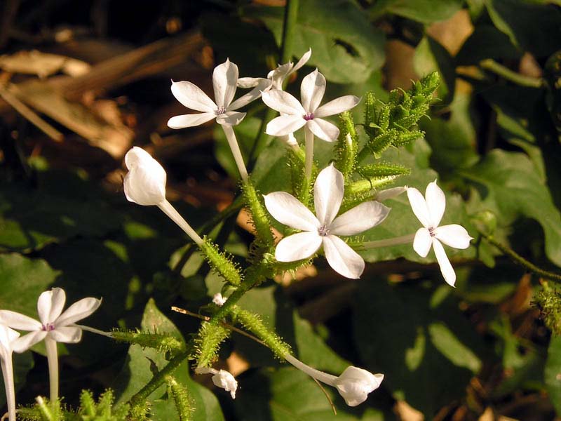 Plumbago zeylanica