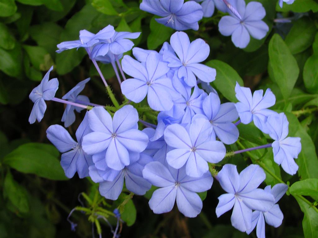 Plumbago_auriculata