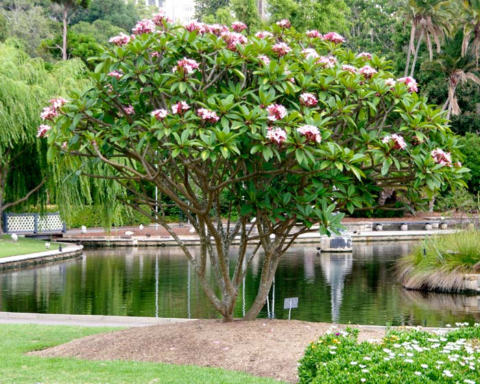 Plumeria rubra