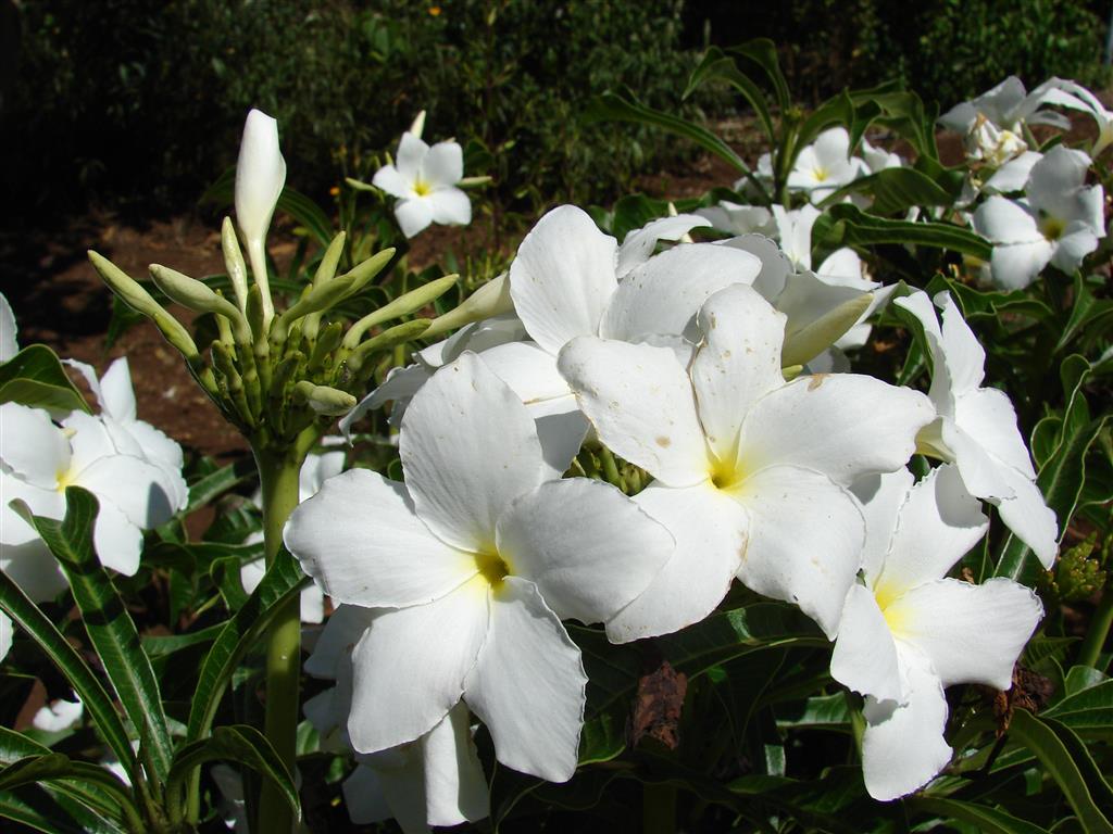 Plumeria_pudica 