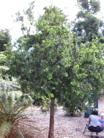 Podocarpus Lamberti-1 