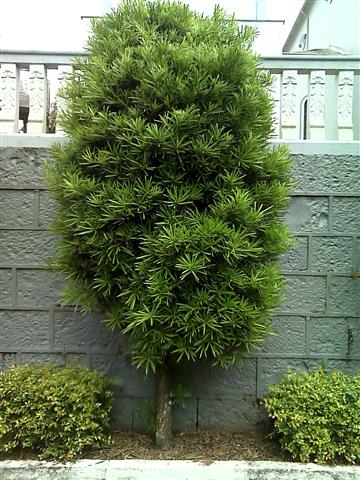 Podocarpus Lamberti 