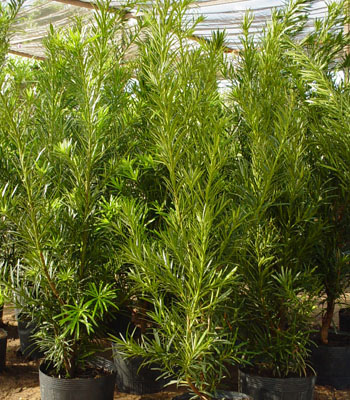 Podocarpus lambertii