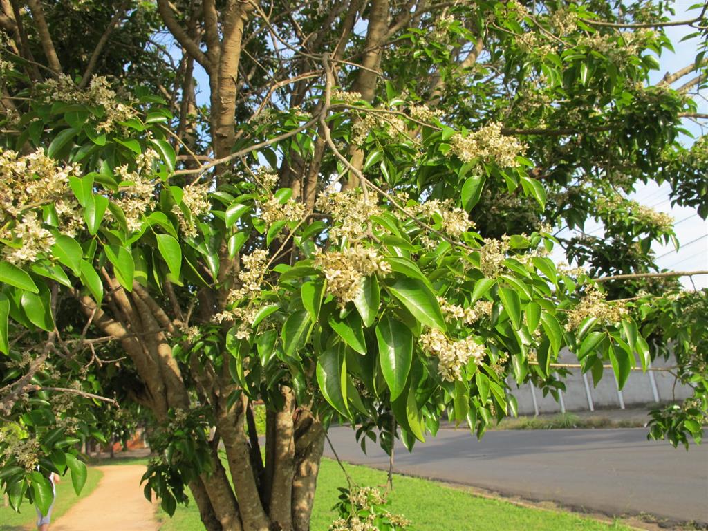 Poecilanthe parviflora