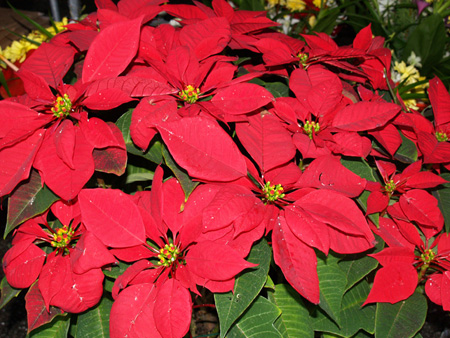 Poinsetia