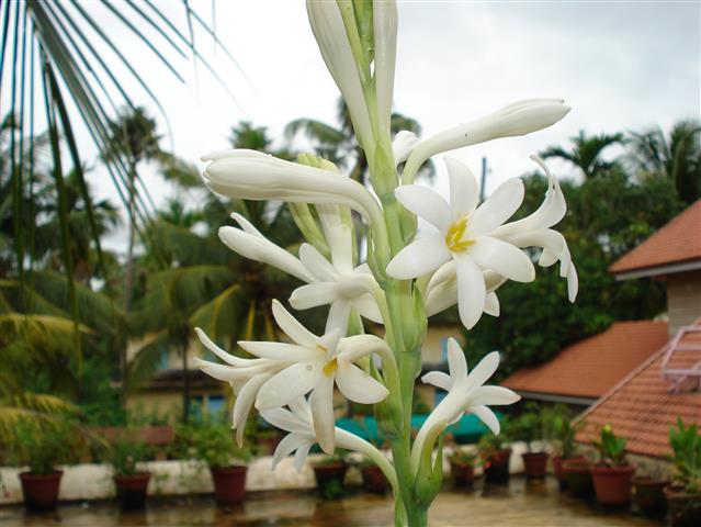 Polianthes tuberosa