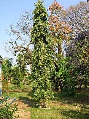 Polyalthia_longifolia