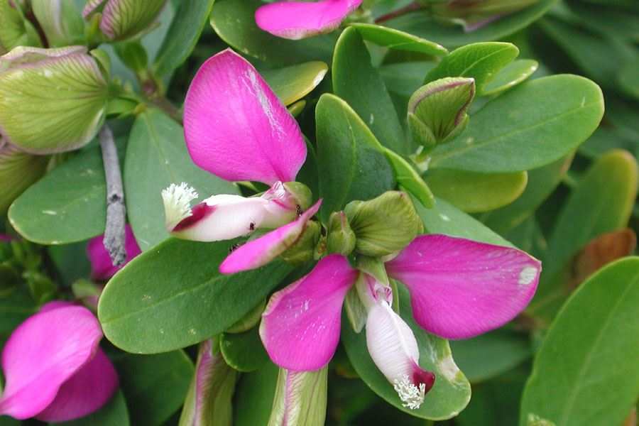 Polygala myrtifolia-1