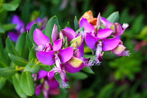 Polygala myrtifolia