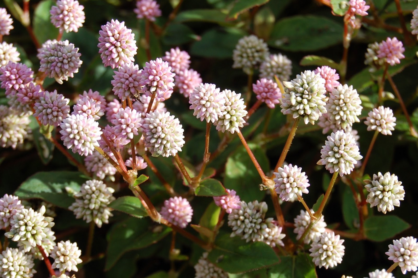 Polygonum capitatum