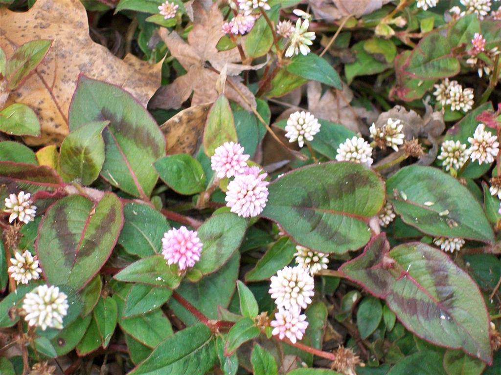 Polygonum capitatum