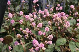 Polygonum capitatum