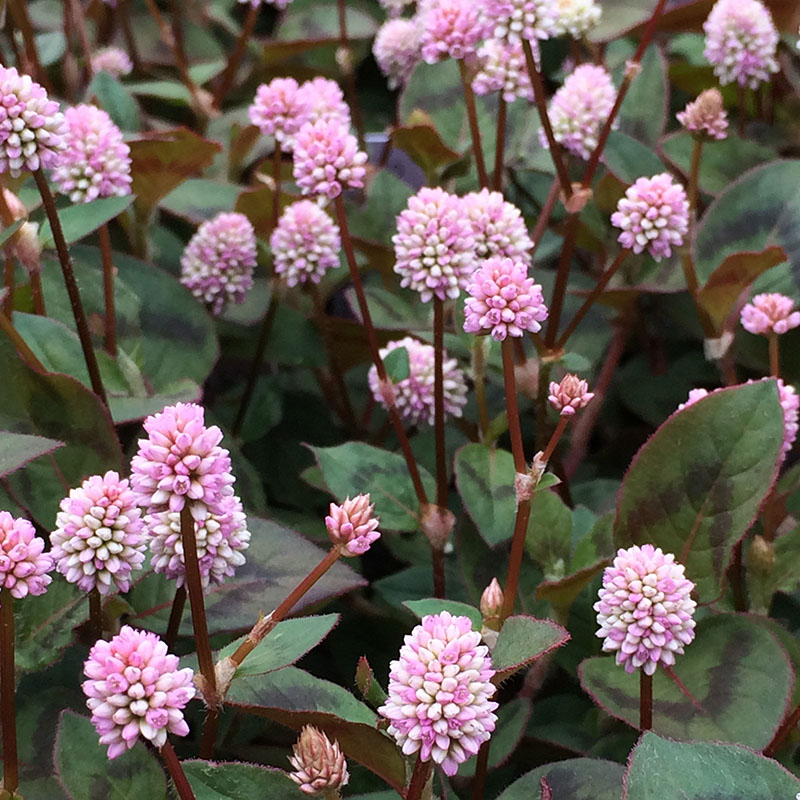 Polygonum capitatum