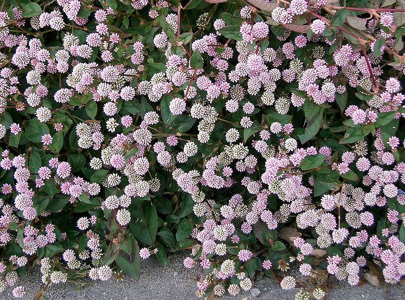 Polygonum capitatum_herb