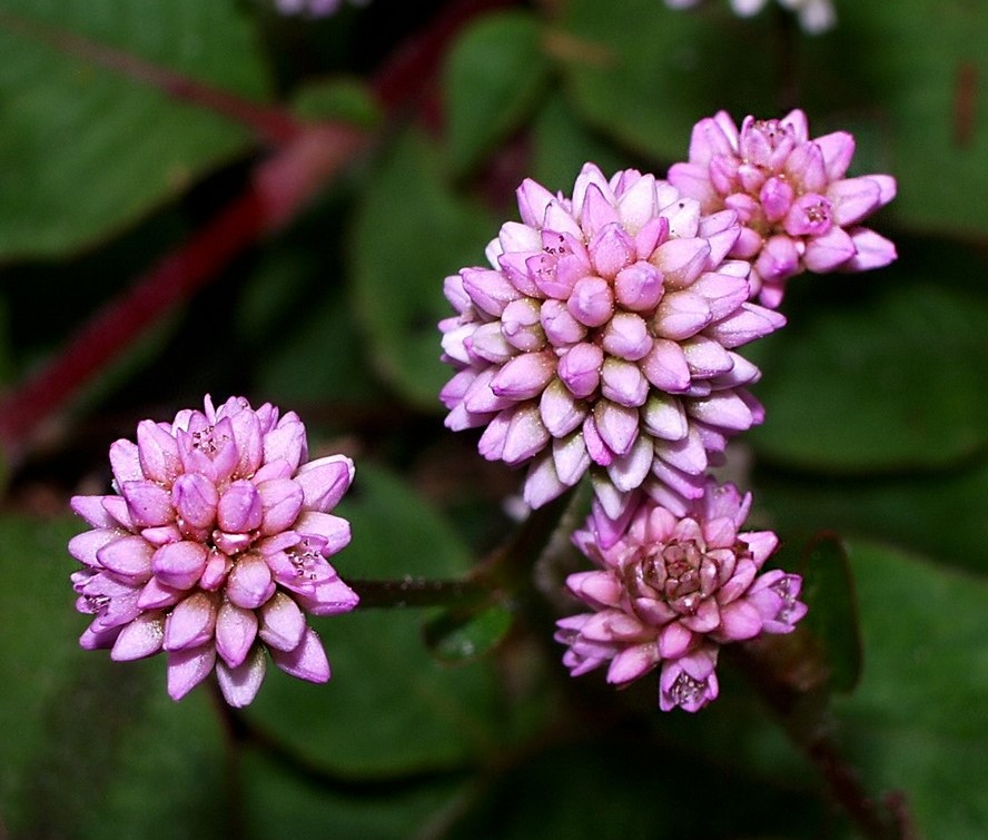 Polygonum_capitatum3