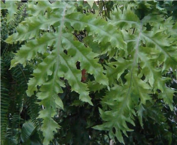 Polypodium aureum