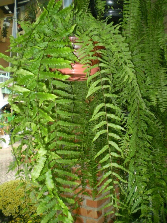 Polypodium persicifolium