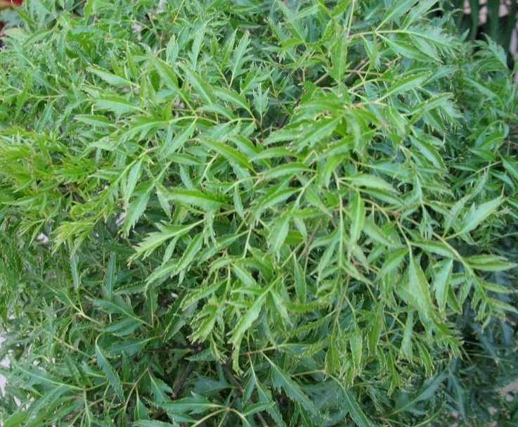 Polyscias fruticosa