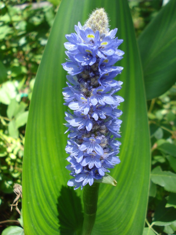 Pontederia-cordata