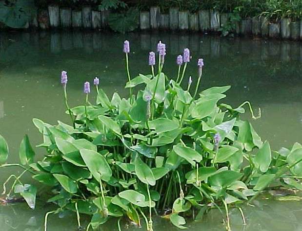 Pontederia-cordata