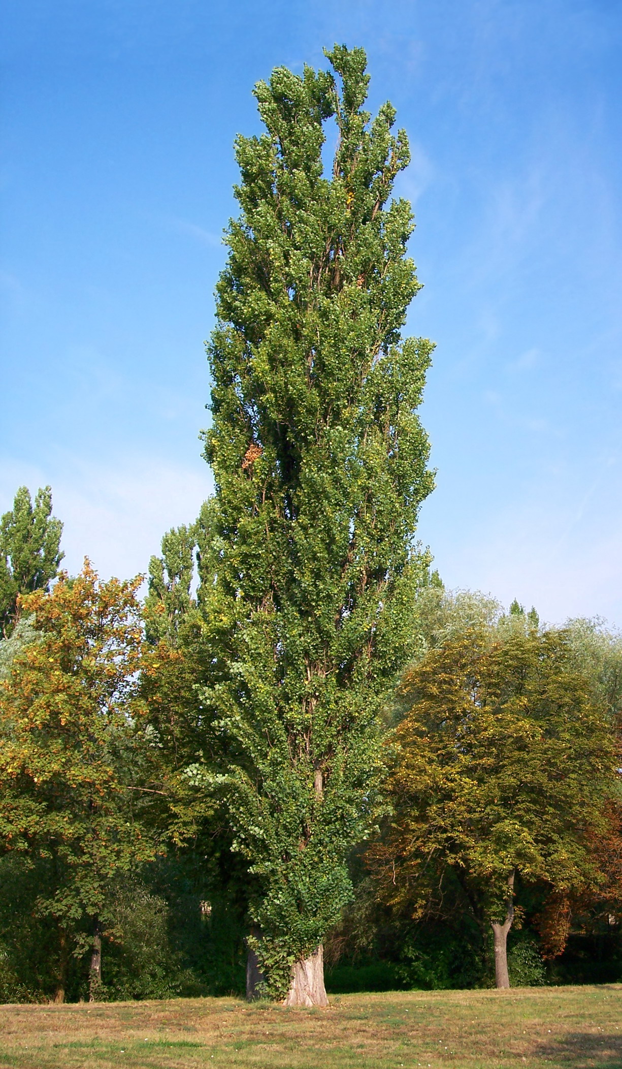 Populus_nigra-bekes