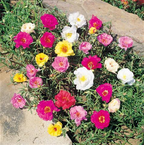 Portulaca