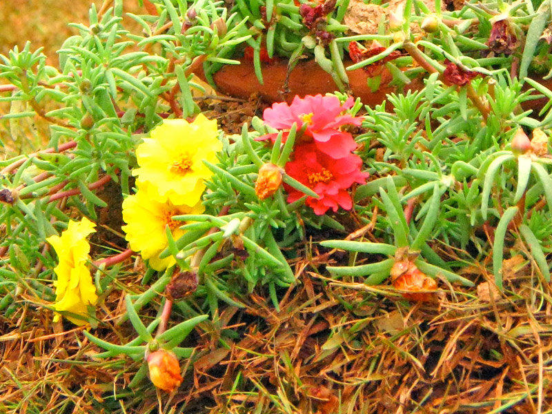 Portulaca-grandiflora-02