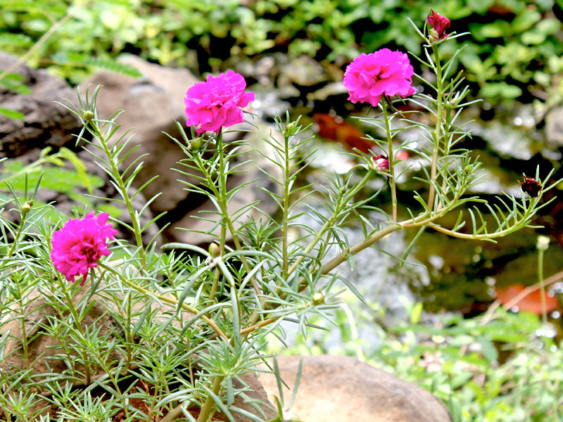 Portulaca-grandiflora-03