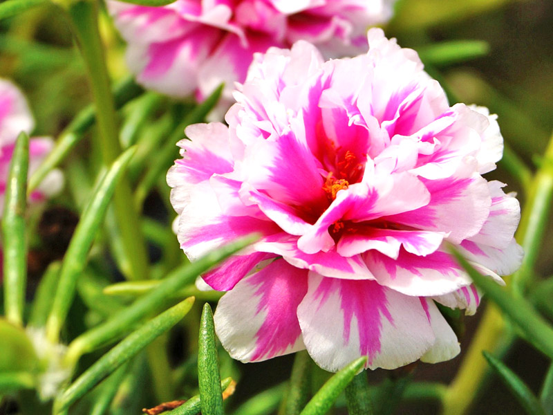 Portulaca-grandiflora