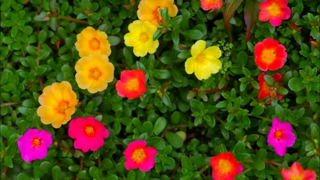 Portulaca-grandiflora