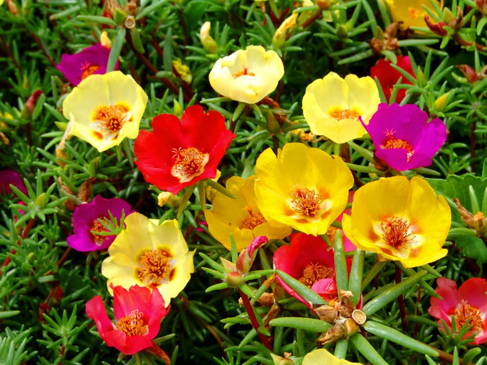 Portulaca-grandiflora