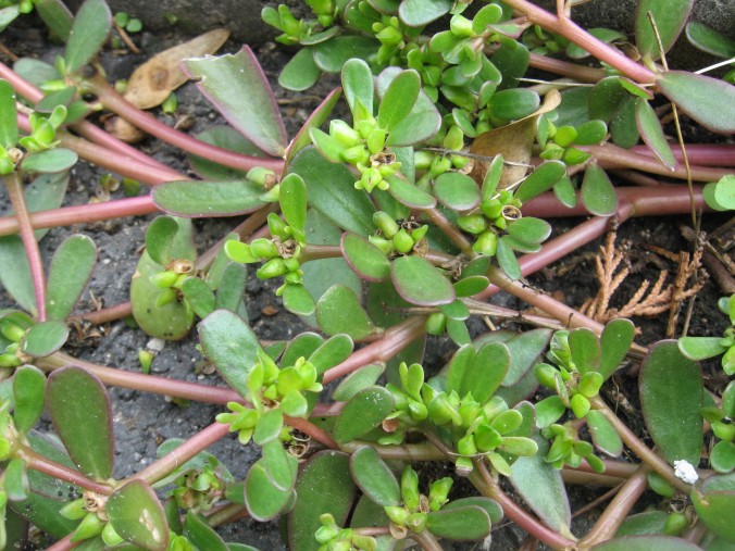 Portulaca-oleracea