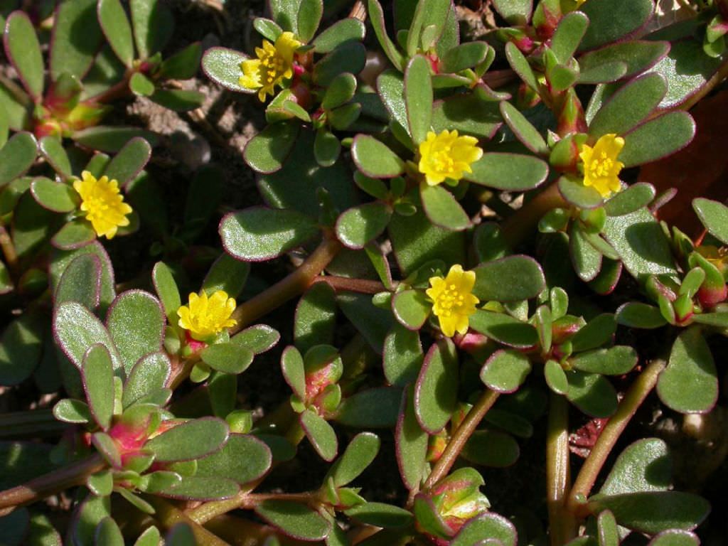 Portulaca oleracea