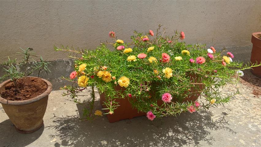 PortulacaGrandiflora