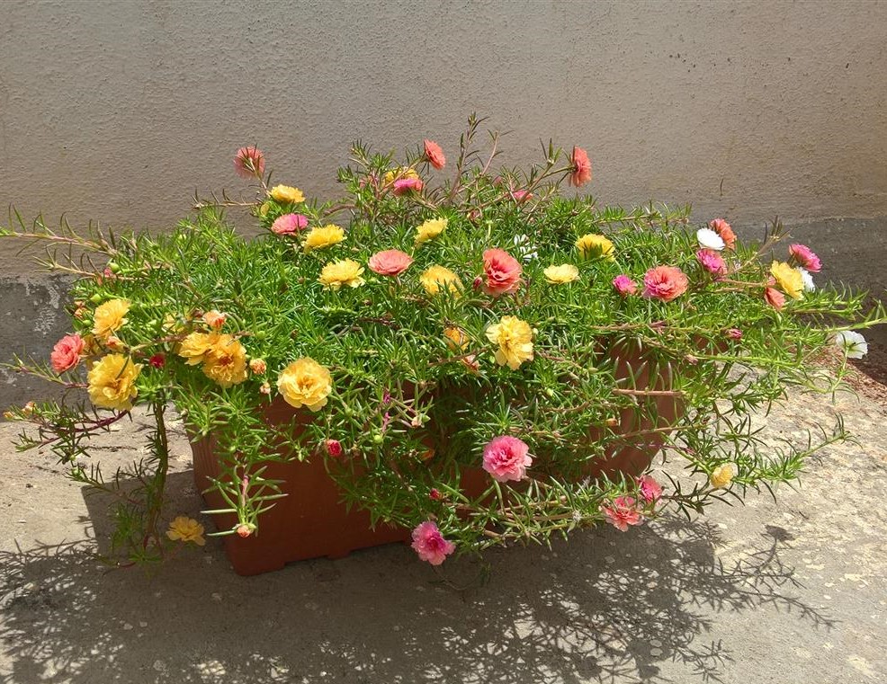 PortulacaGrandiflora (Medium)