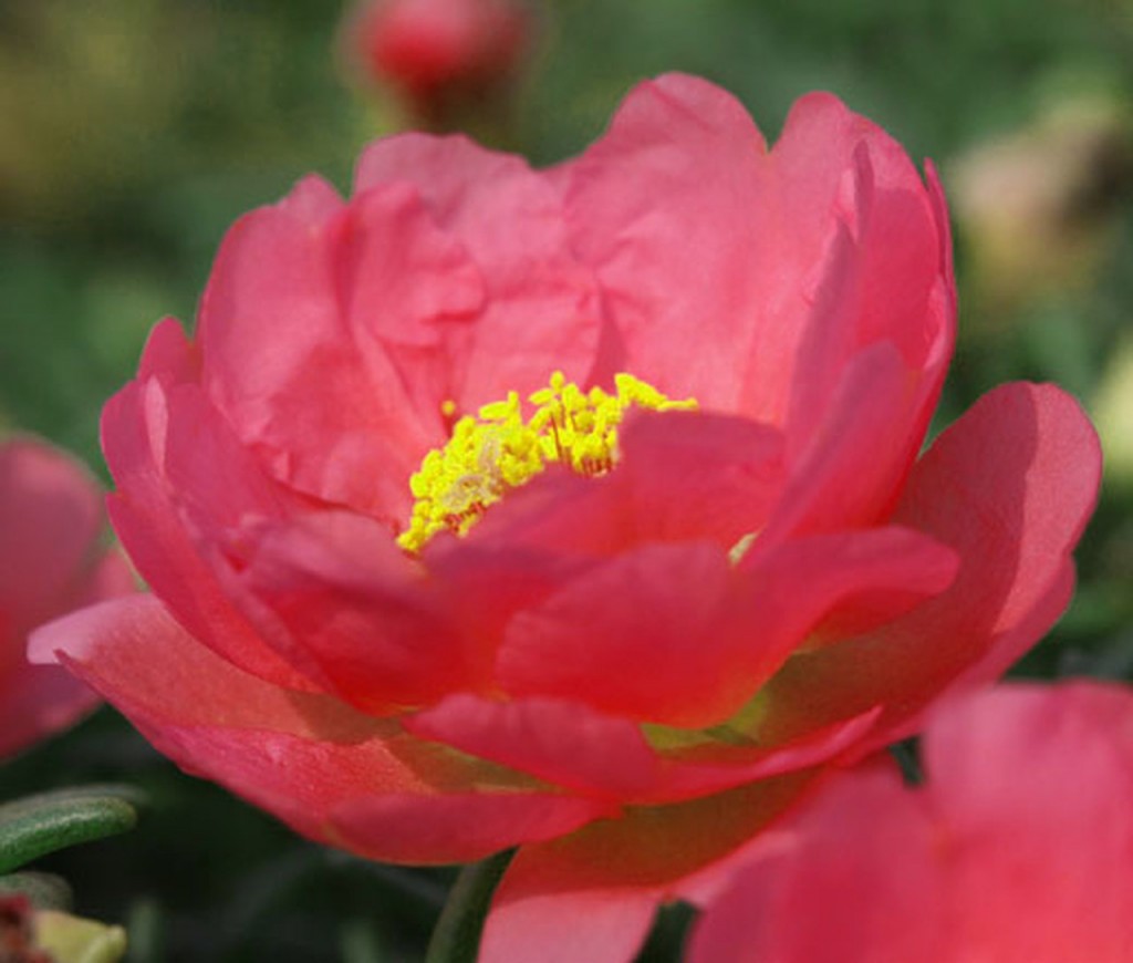 Portulaca_Grandiflora 64