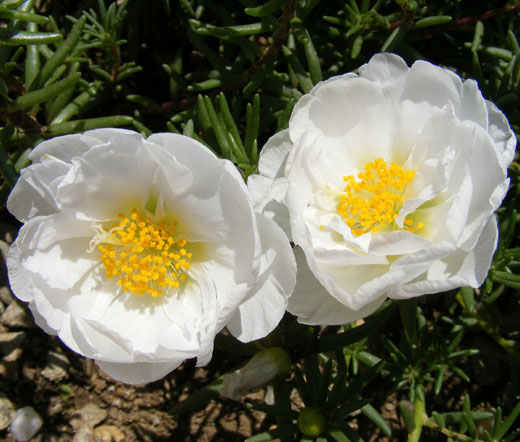 Portulaca_Grandiflora