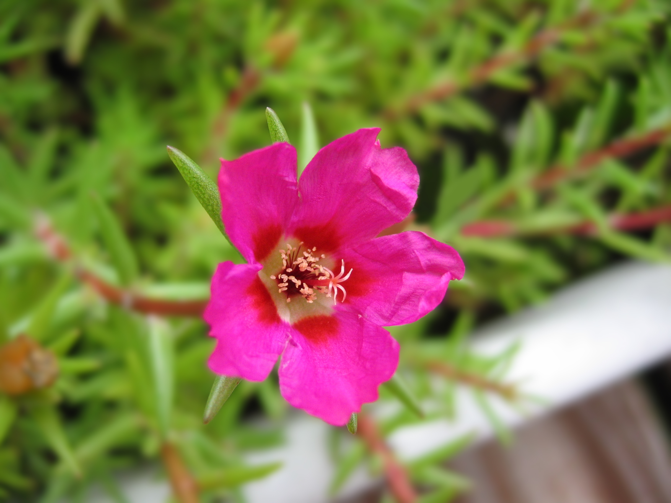 Portulaca_grandiflora_flower