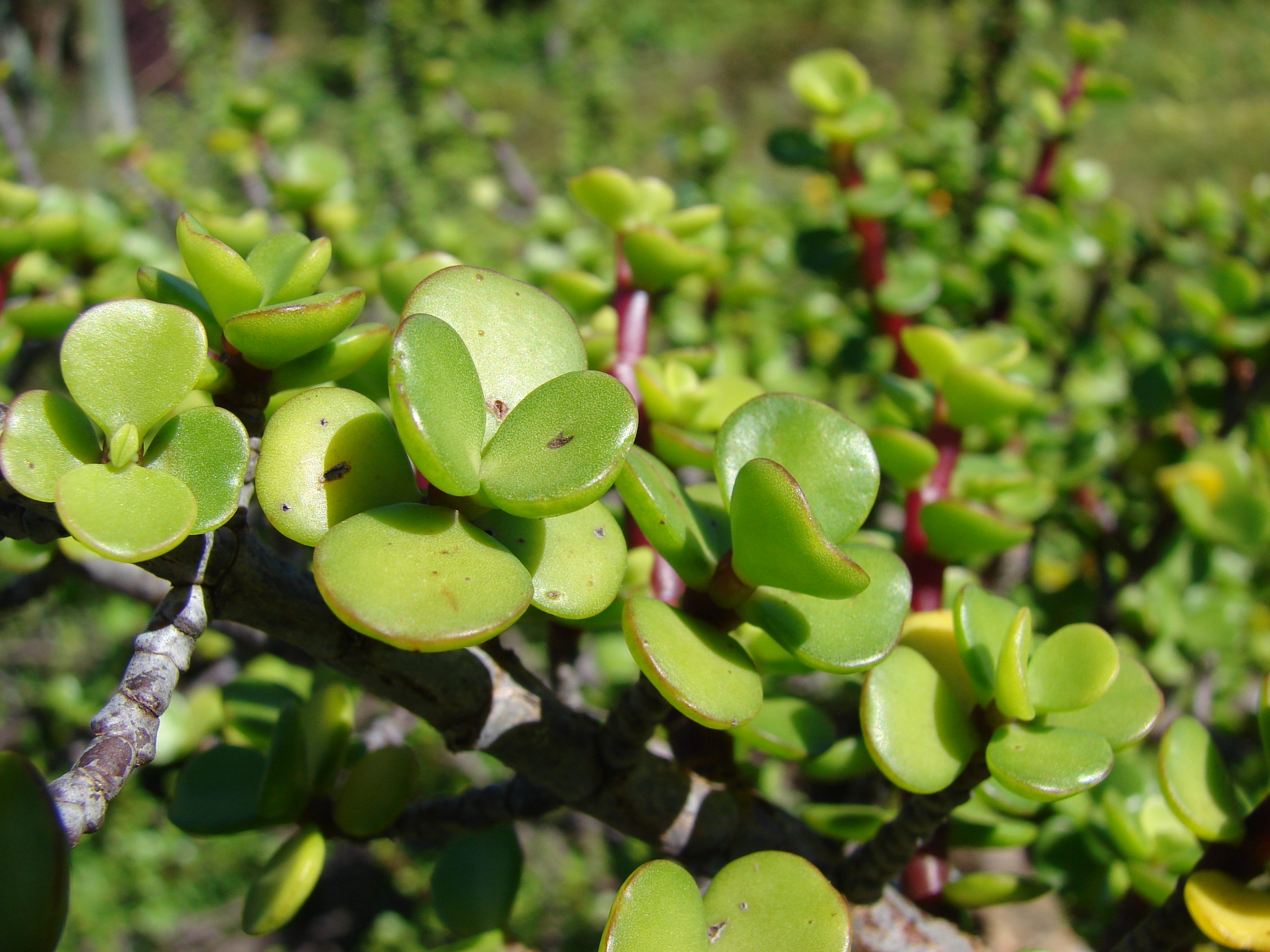 Portulacaria_afra