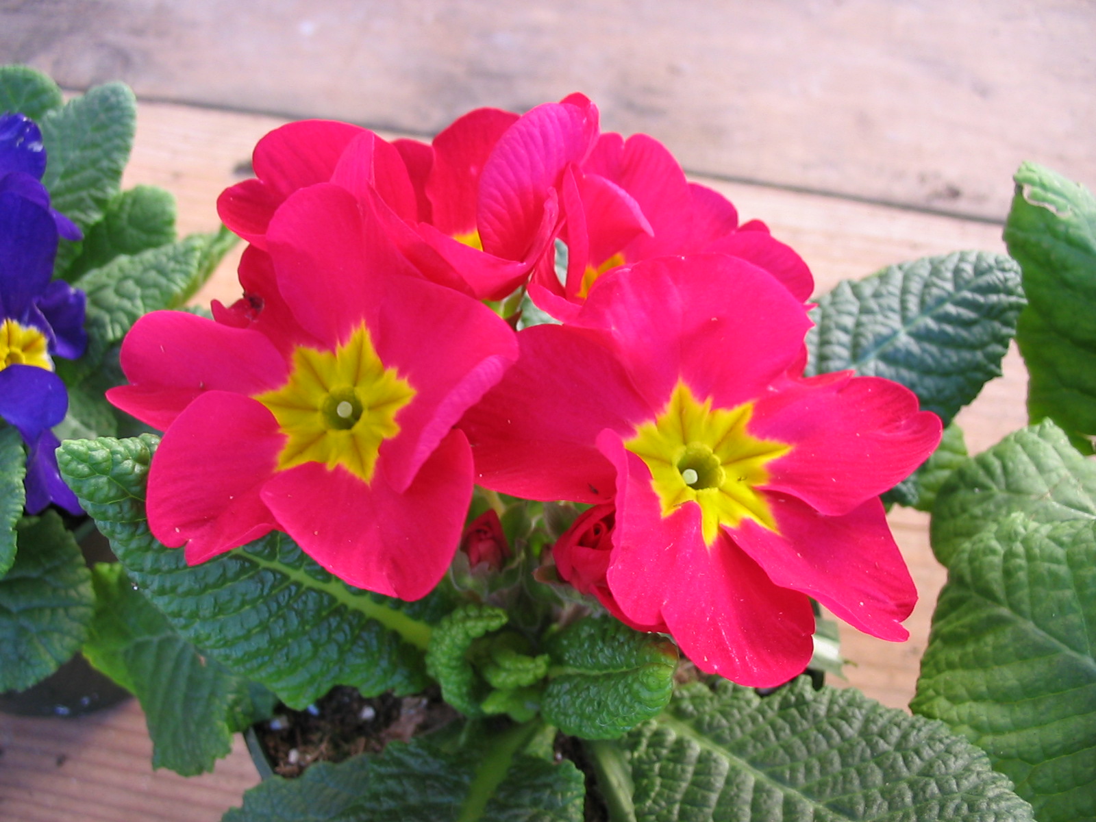 Primula-1