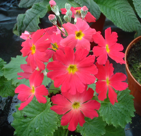 Primula_Malacoides