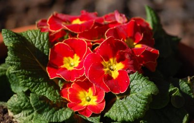 Primula_vulgaris