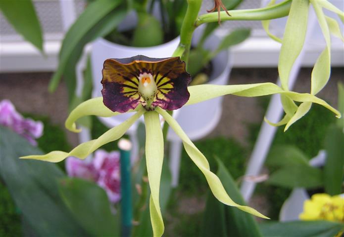 Prosthechea cochleata