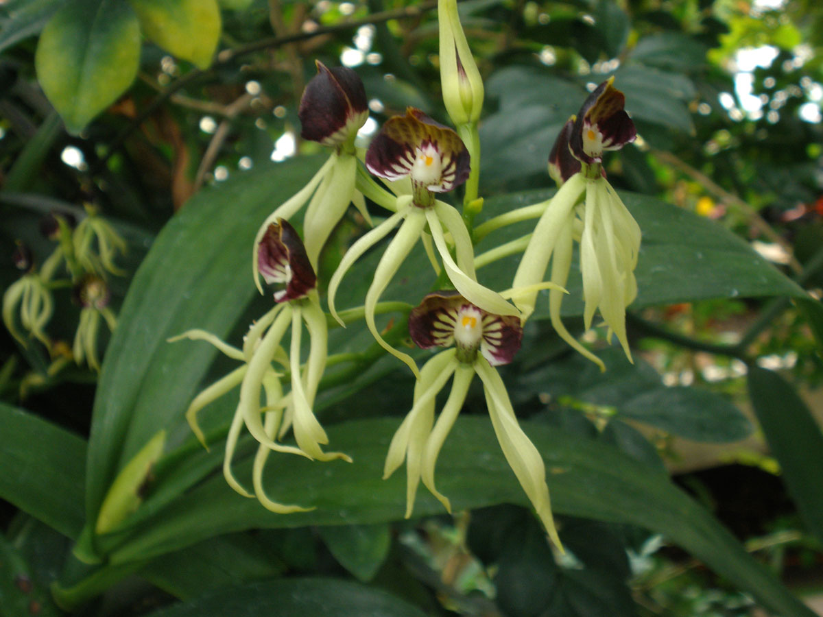 Prosthechea cochleata - YY